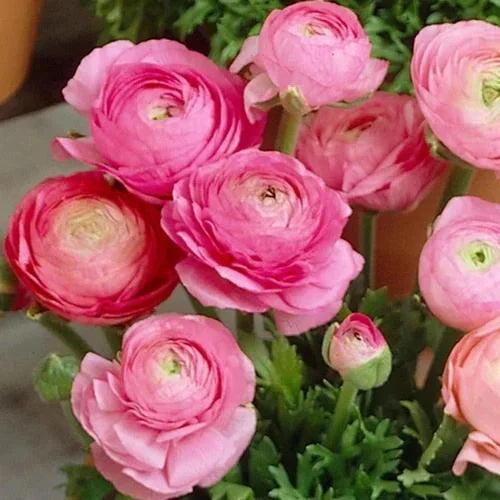 Light Pink Ranunculus Flower seeds for Planting - Pollinator Friendly, Heirloom & GMO Free Seeds for Home Garden