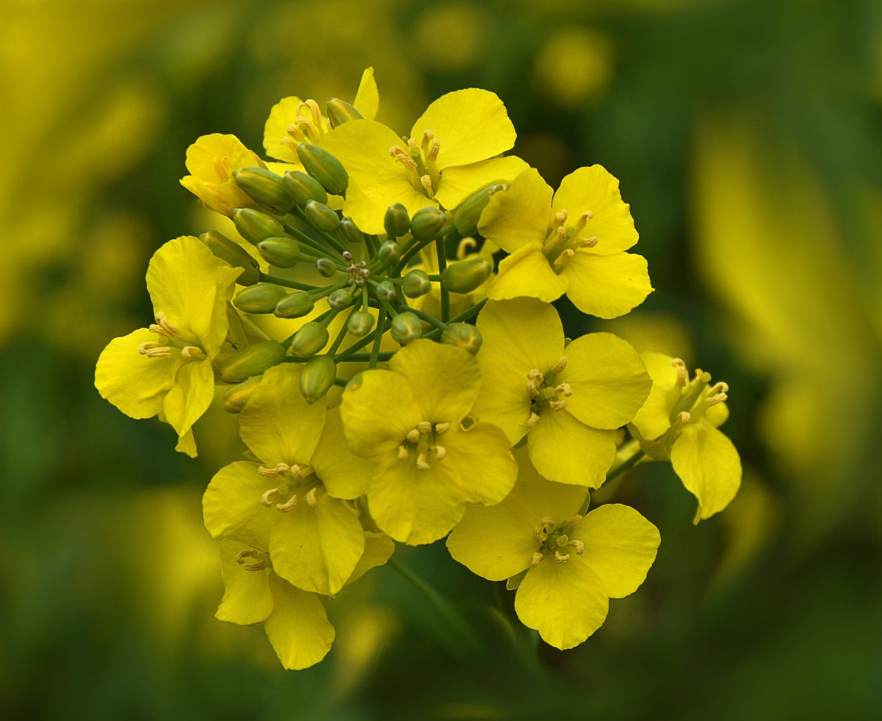 Yellow Edible Rape Flower seeds for Planting - Bright Blooms, Heirloom & GMO Free Seeds for Home Garden