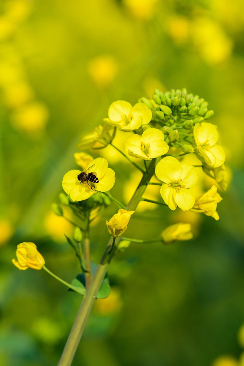 Yellow Rape Flower seeds for Planting - Fragrant Blossoms, Heirloom & GMO Free Seeds for Home Garden