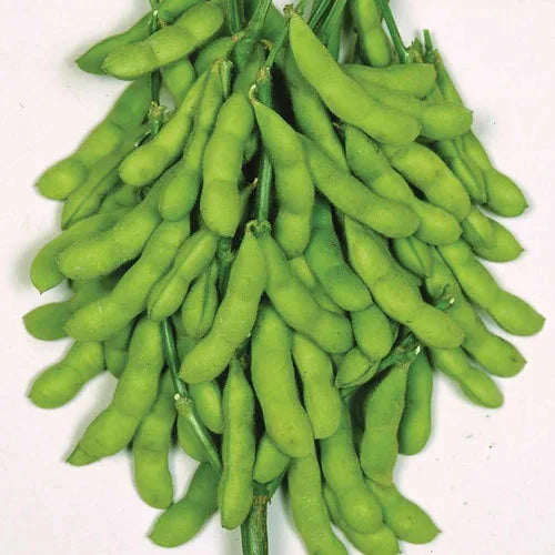 Green Soybean Vegetable Seeds  Perfect for Home Planting