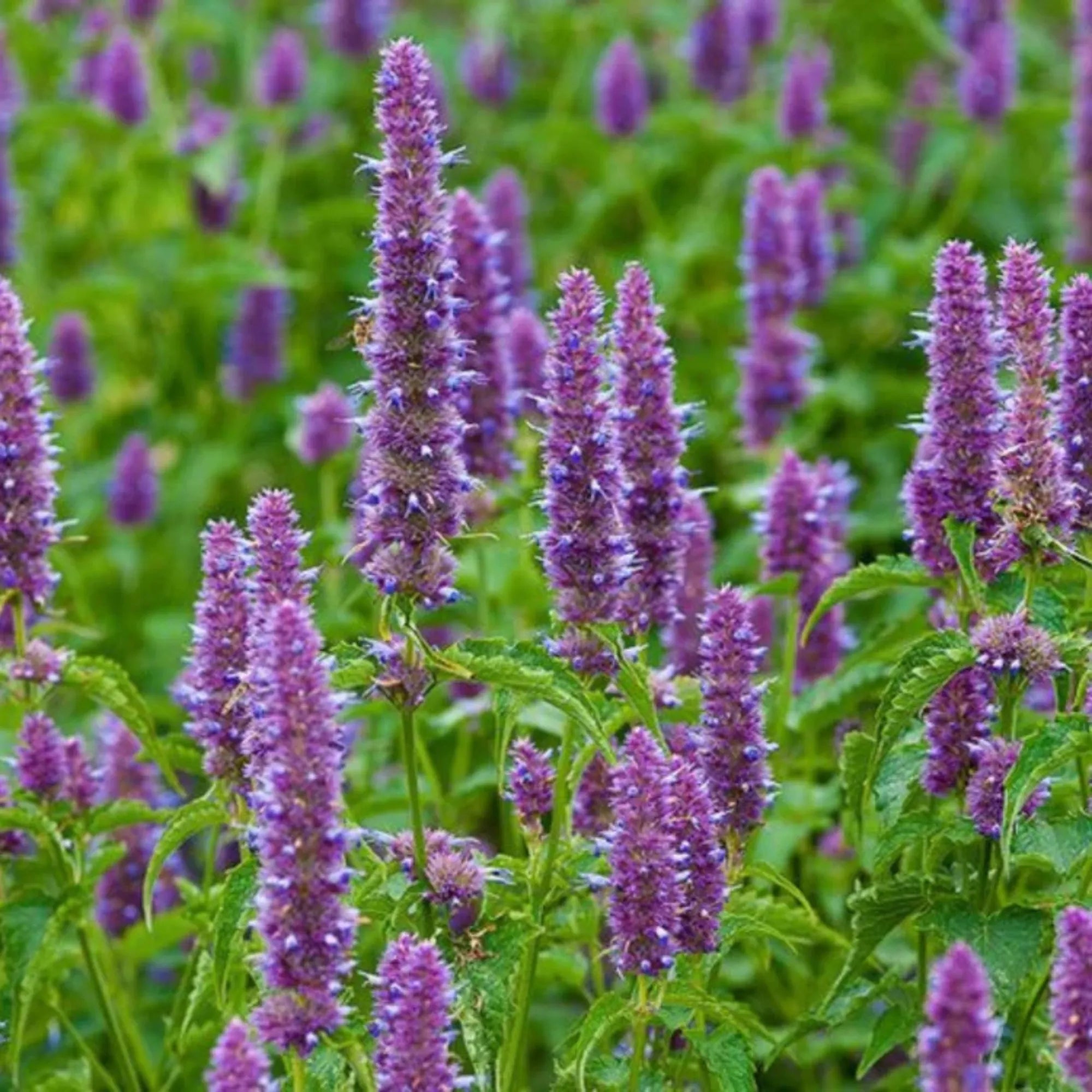 Nepeta Parnassica Flower seeds for Planting - Bright Blooms, Heirloom & GMO Free Seeds for Home Garden