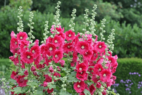 Mallow Alcea Rosea Flower seeds for Planting - Seasonal Bloomer, Heirloom & GMO Free Seeds for Home Garden
