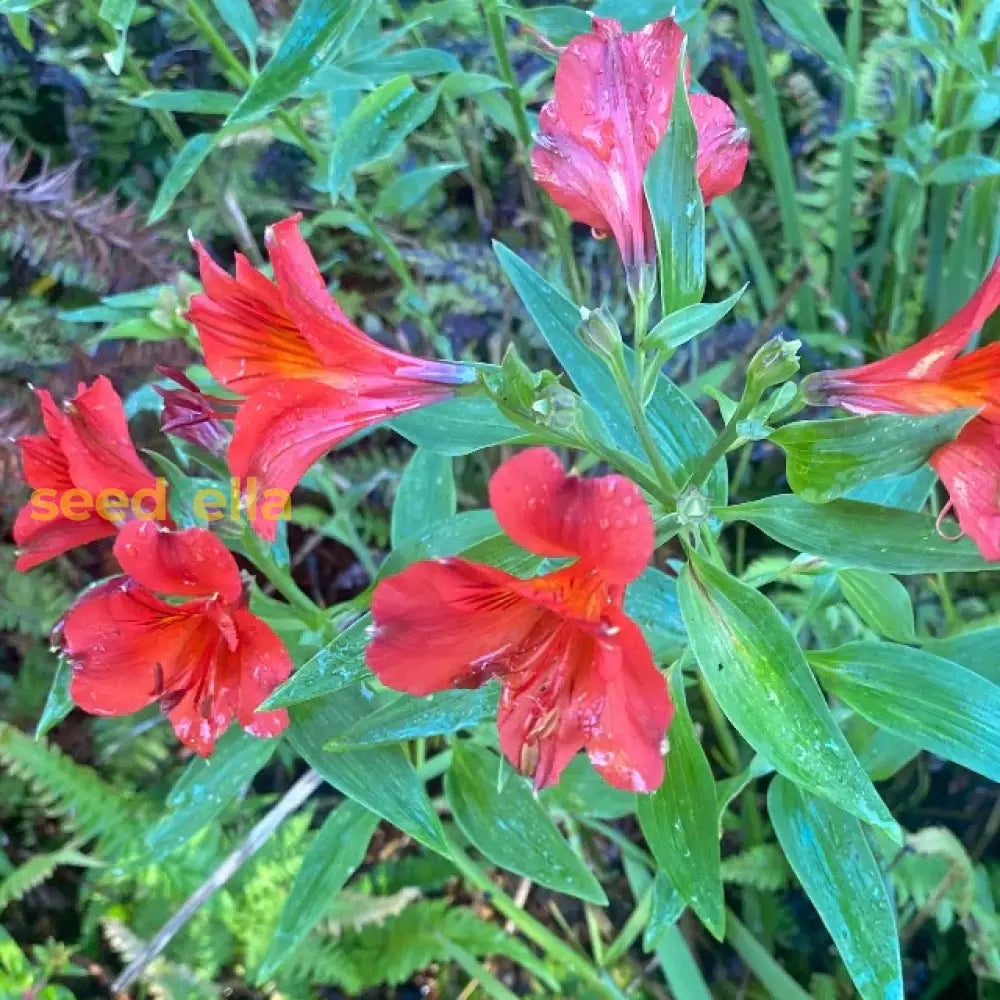 Red Alstroemeria Psittacina Flower Seeds For Planting - Vibrant Annual Blooms