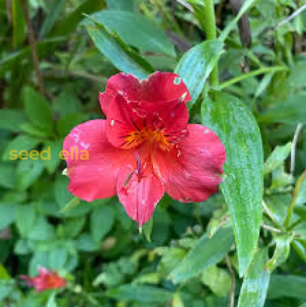 Red Alstroemeria Psittacina Flower Seeds For Planting - Vibrant Annual Blooms