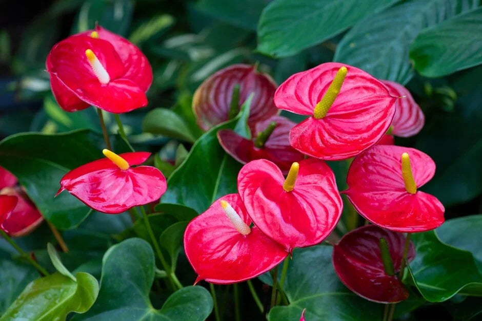 Anturio Flower seeds for Planting - Premium Quality, Heirloom & GMO Free Seeds for Home Garden