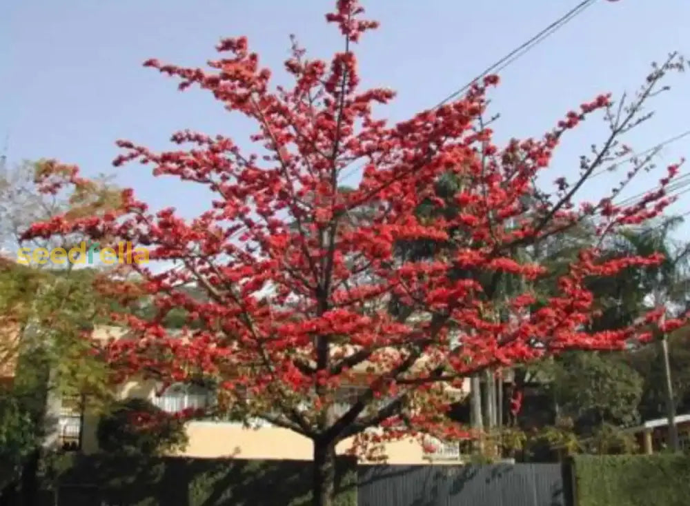 Red Bombax Tree Seeds - Perfect For Your Landscape Plant Seeds