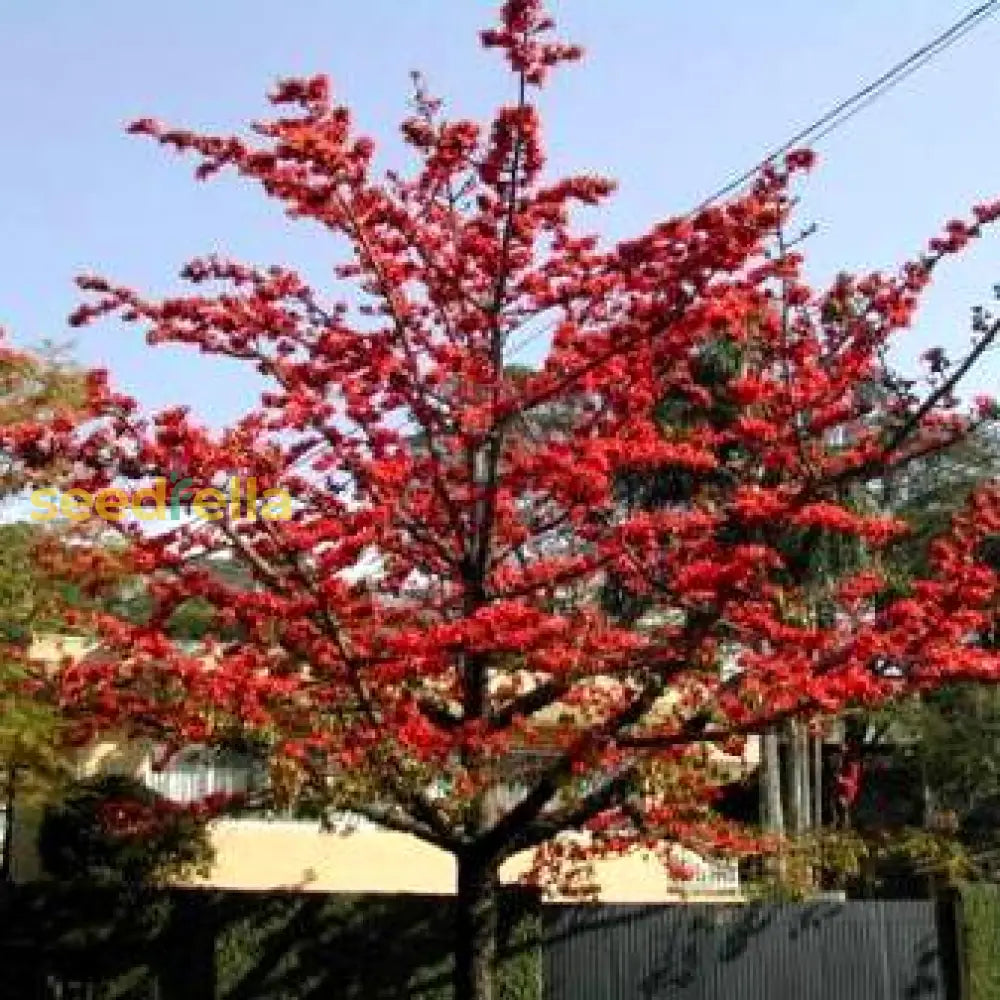 Red Bombax Tree Seeds - Perfect For Your Landscape Plant Seeds