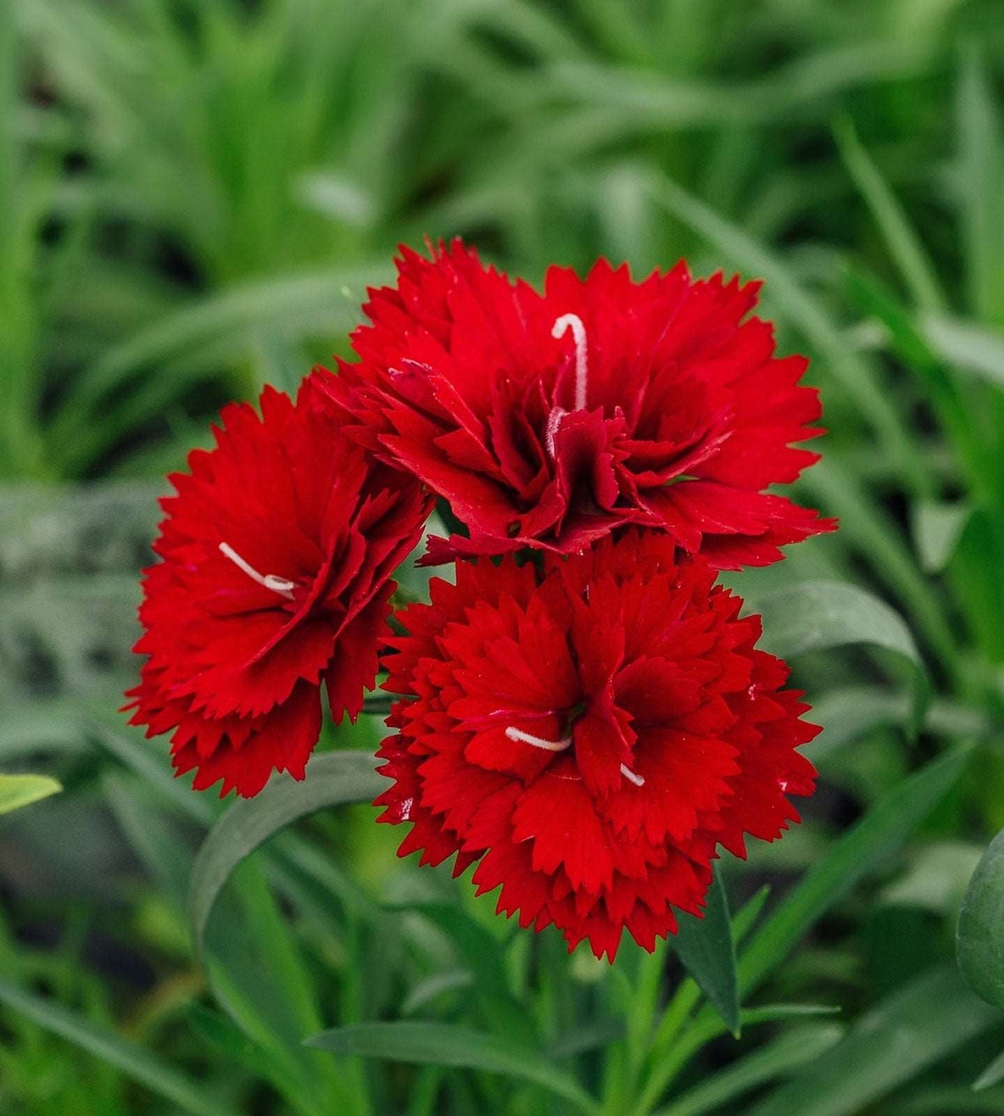 Caryophyllus Flower seeds for Planting - Sun Loving, Heirloom & GMO Free Seeds for Home Garden