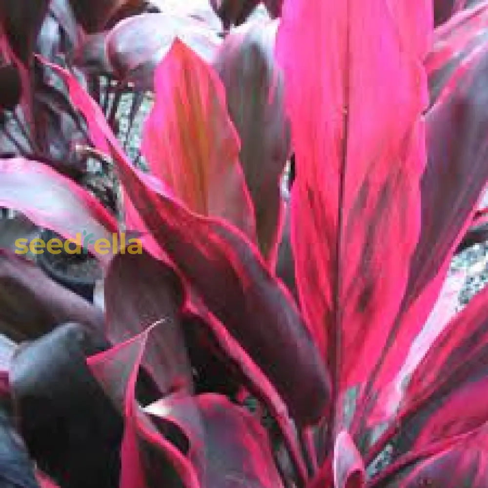 Red Cordyline Rubra Planting Seeds  Vibrant Perennial For Gardens Plant Seeds