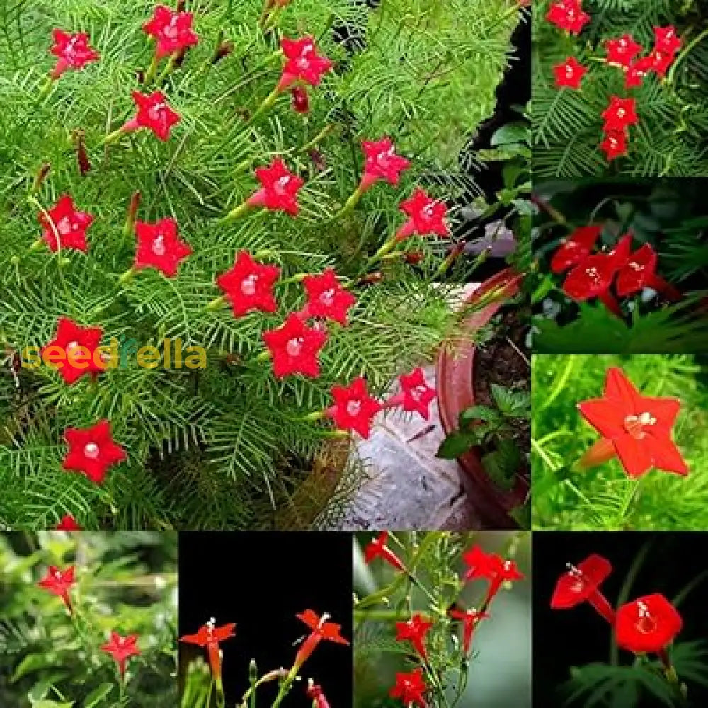Red Cypress Flower Planting Seeds - Grow Vibrant Flowers For Your Garden