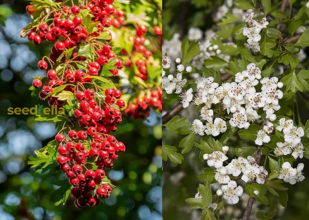 Red Euscaphis Tree Seeds For Planting - Rare Ornamental Plant Seeds