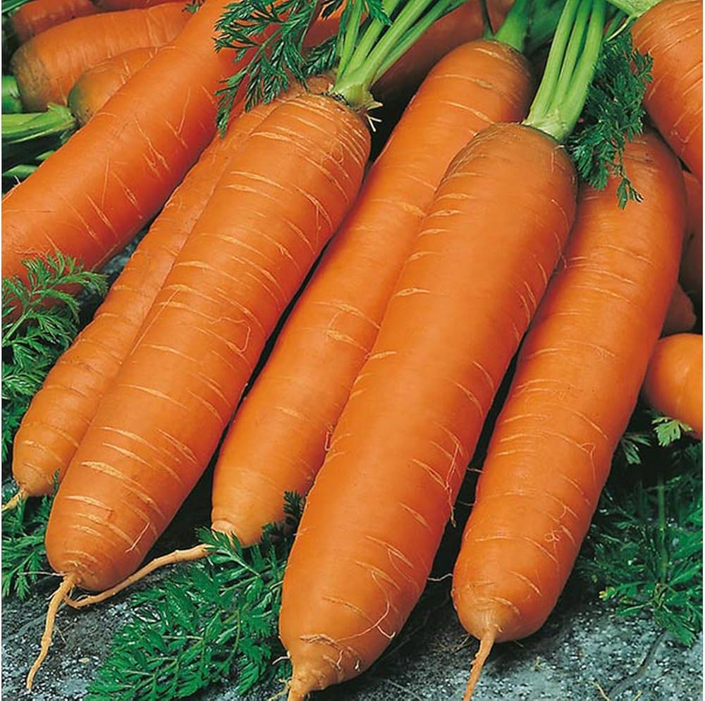 Red Giant Organic Russian Heirloom vegetable seeds for planting