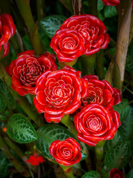 Red Green Torch Ginger Seeds for exotic garden planting