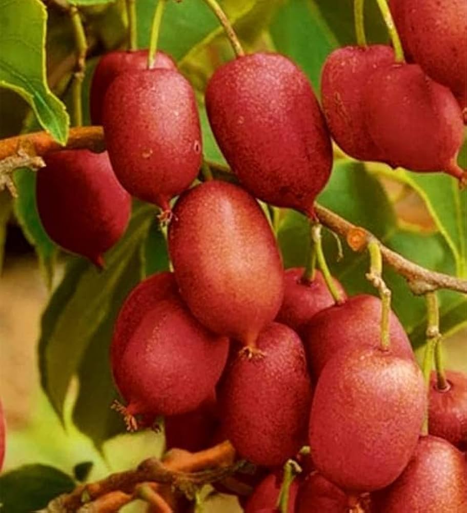Red Heart Kiwi seeds sprouting young plants