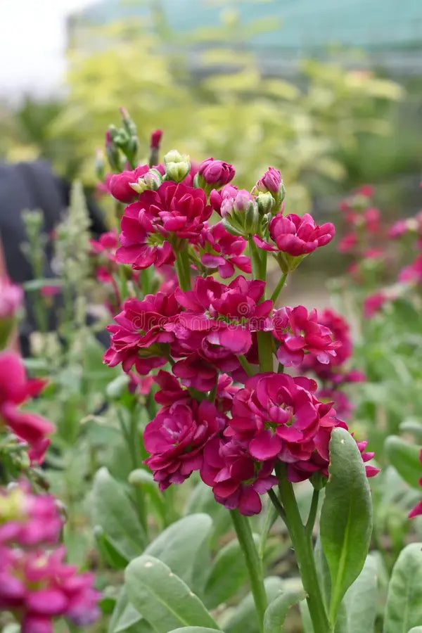 Maroon Matthiola Incana Flower seeds for Planting - Long Bloom Season, Heirloom & GMO Free Seeds for Home Garden