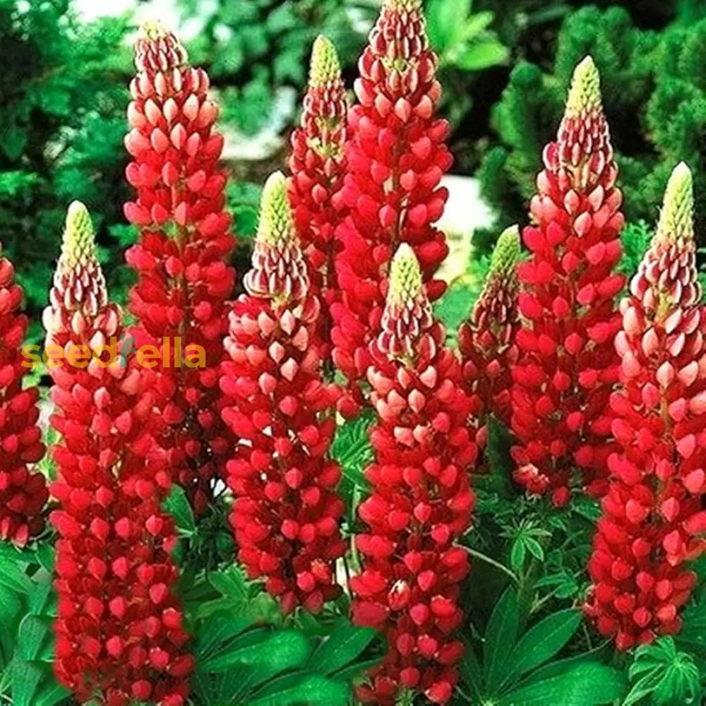 Red Lupin Plant Seeds For Planting  Vibrant Perennial Garden Blooms Seeds