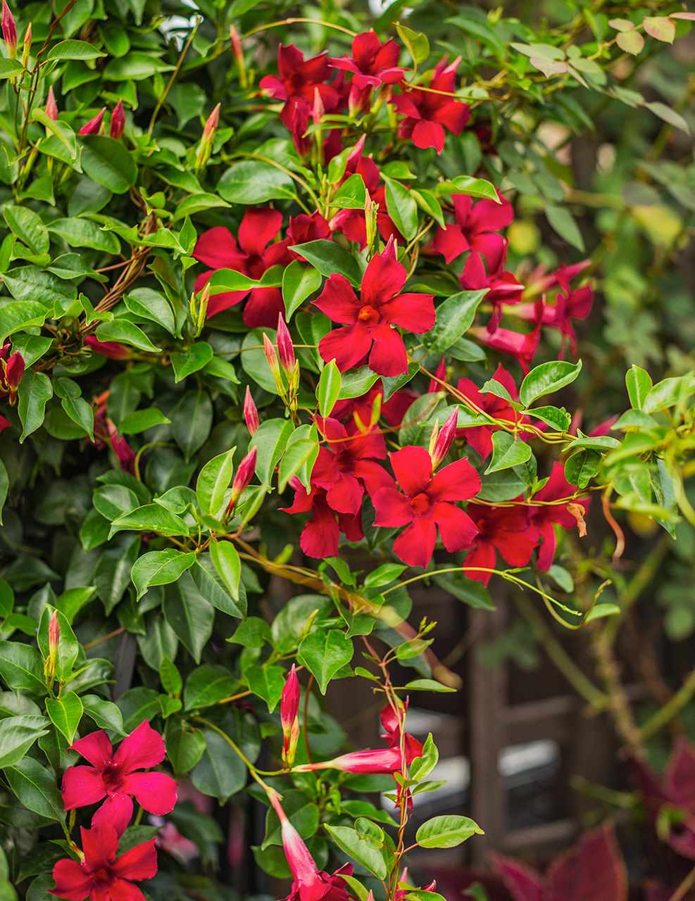 Clematis Red Flower Planting Seeds  Brighten Your Garden - Evergrowseeds