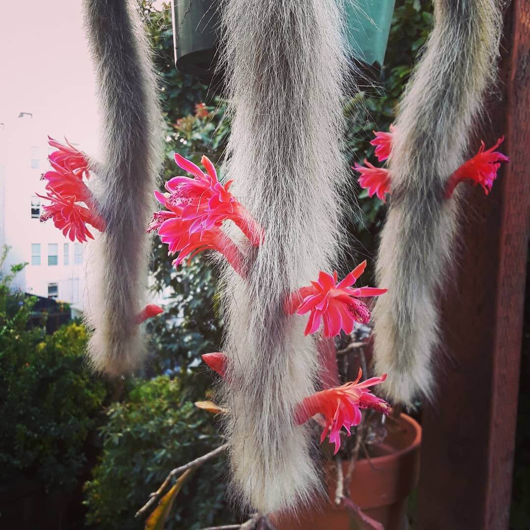 Bright Red Orange Hildewintera Colademononis Flowers