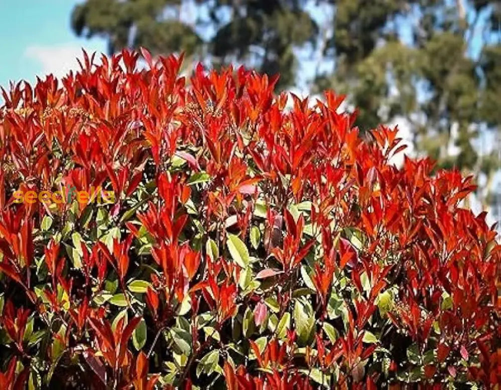 Red Photinia Serrulata Planting Seeds - Ornamental Tree For Gardens Plant Seeds