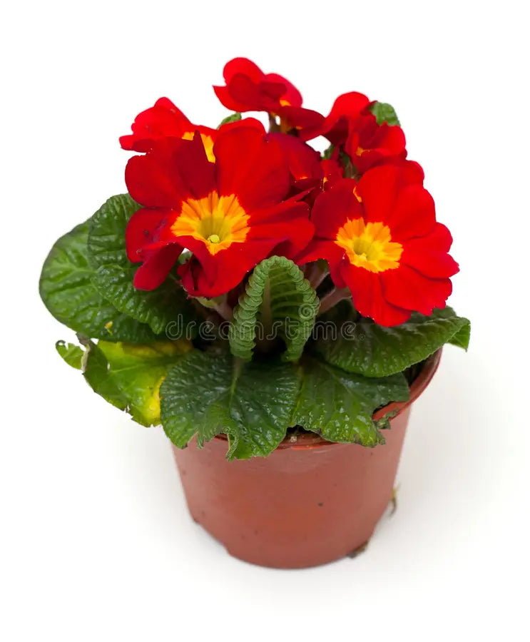 Dark Red Yellow Gloxinia Flower Seeds for Planting Bright Blooms Heirloom & GMO Free Seeds for Home Garden
 
 Sale