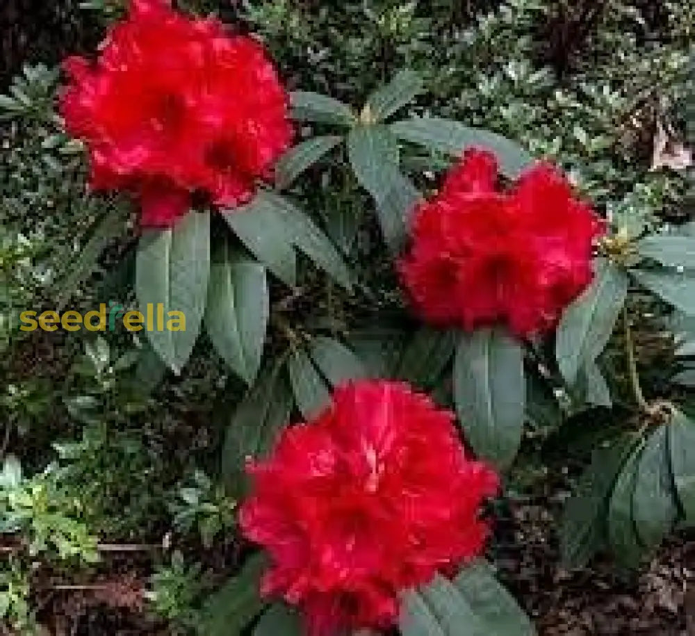 Buy Red Rhododendron Seeds for Planting - Perennial Blooms