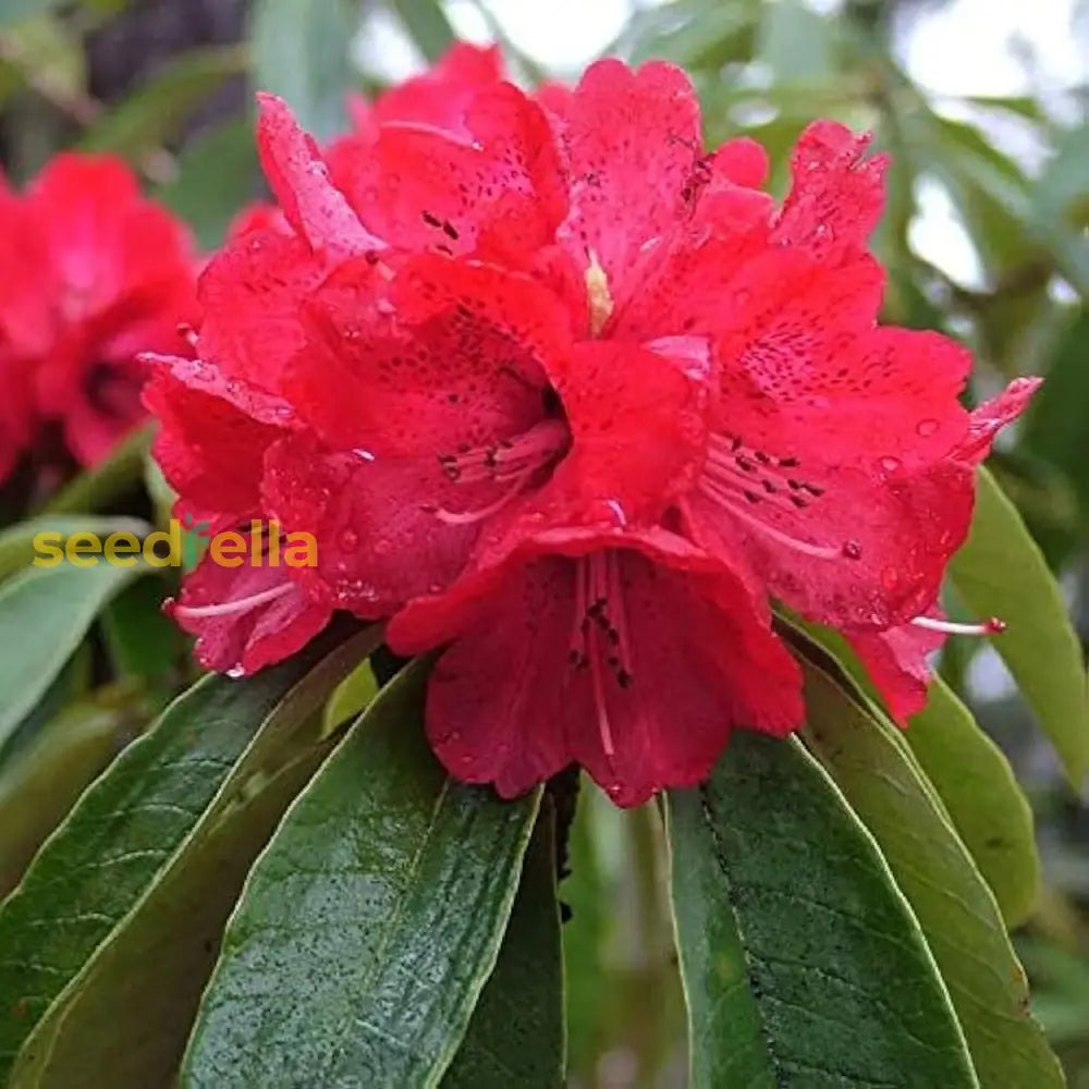 Red Rhododendron Seeds For Planting - Perennial Blooms Flower
