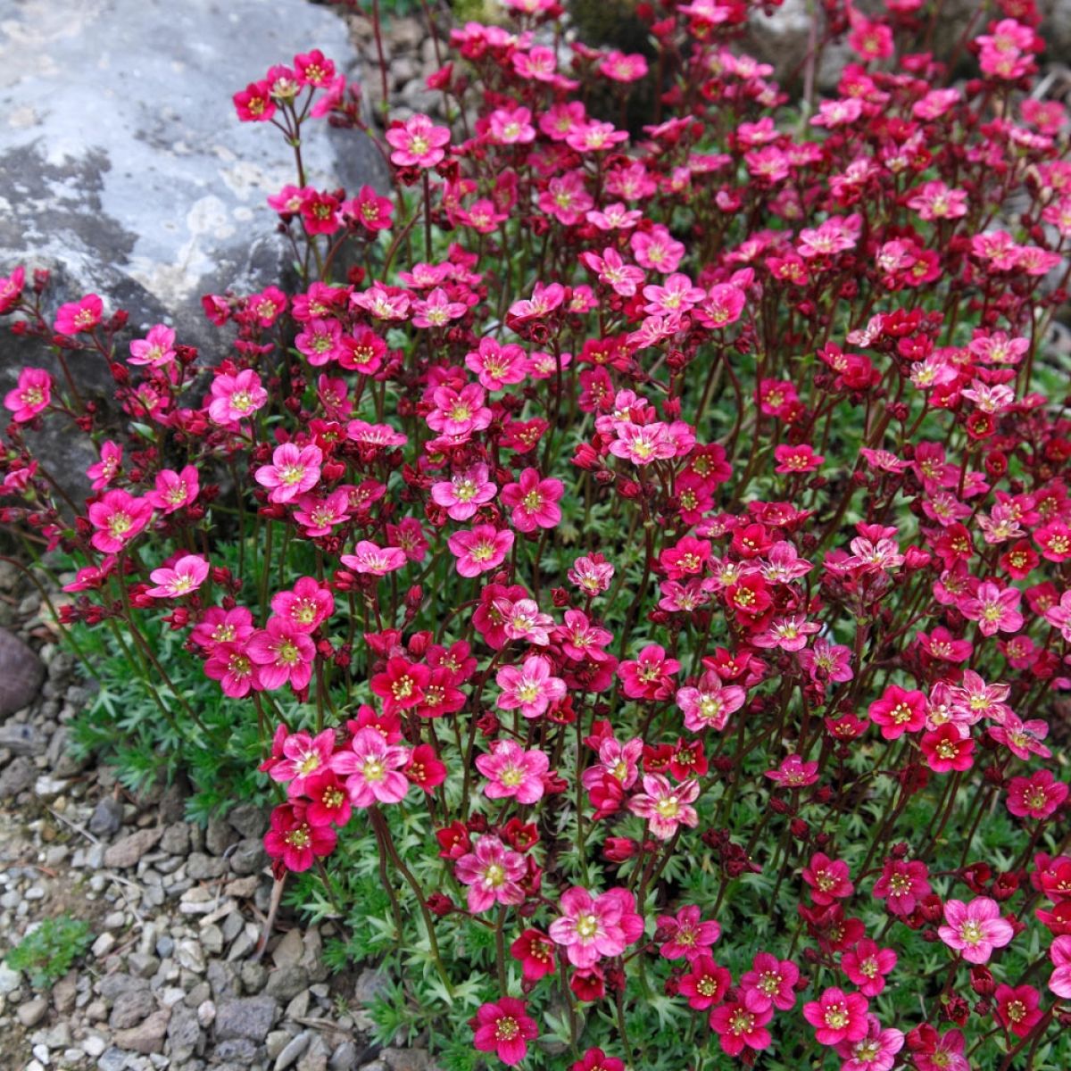 Saxifraga Mossi Seeds - Enhance Your Garden Planting Flower