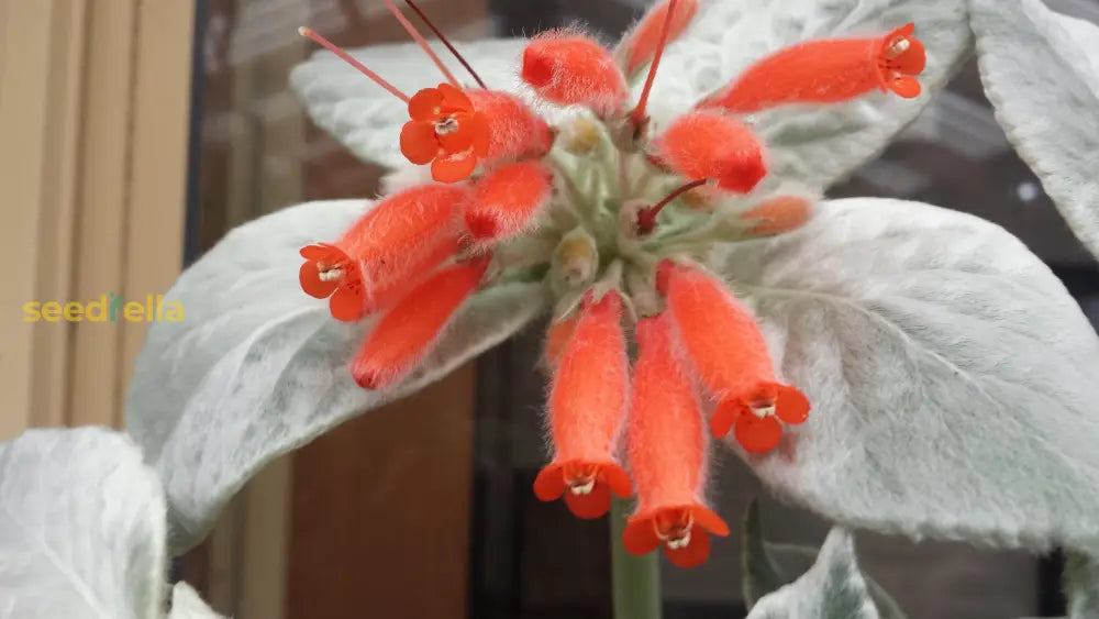Red Sinningia Leucotricha Plant Seeds  Perfect For Indoor Planting Vibrant Flowers & Silver