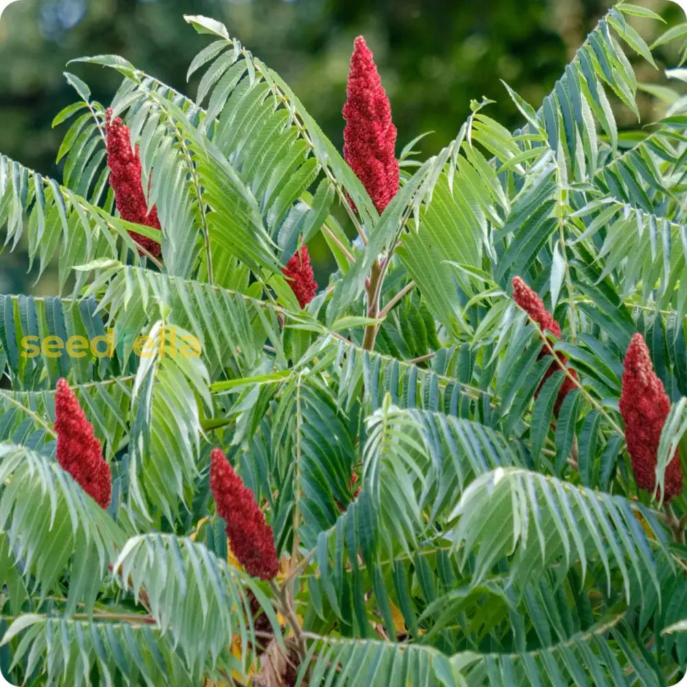 Red Staghorn Sumac Planting Seeds - Grow Your Own Trees Plant Seeds