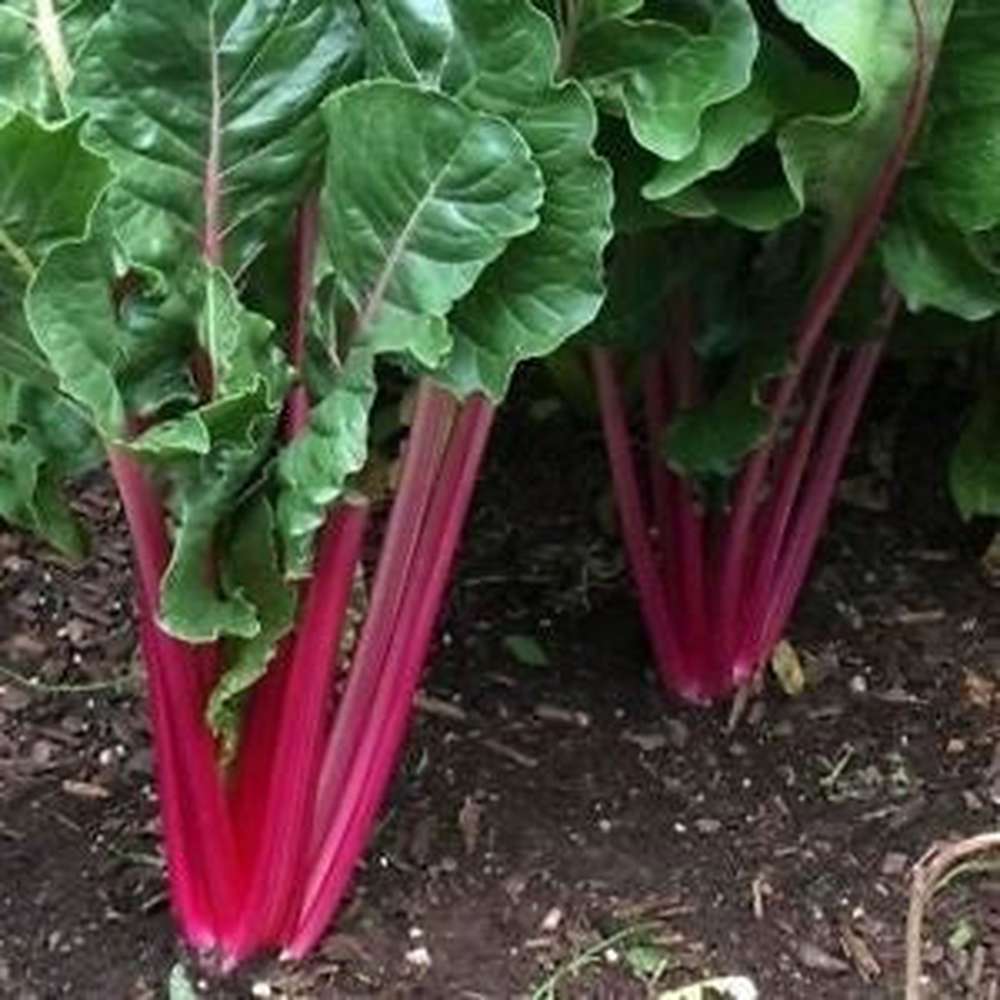 Red Swiss Ruby seeds for planting in home gardens