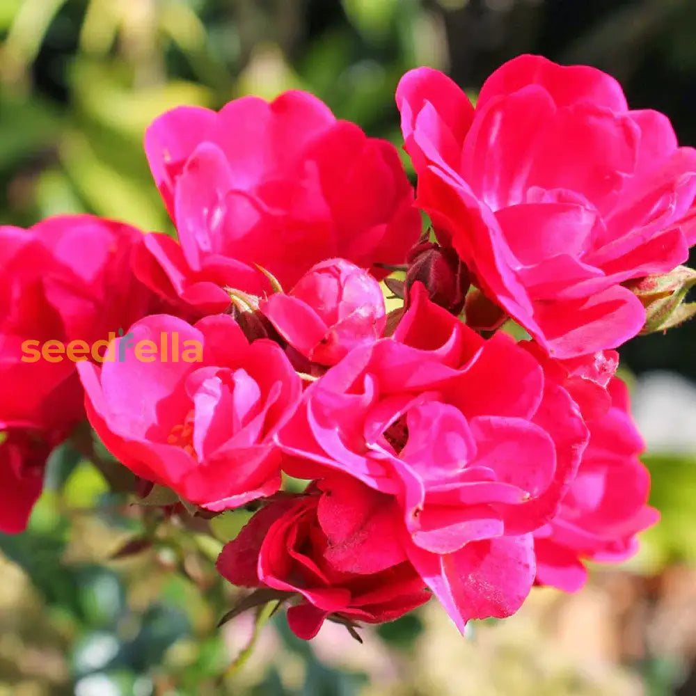 Red Thornless Rose Seeds For Planting  Beautiful Blooms Without Thorns Flower