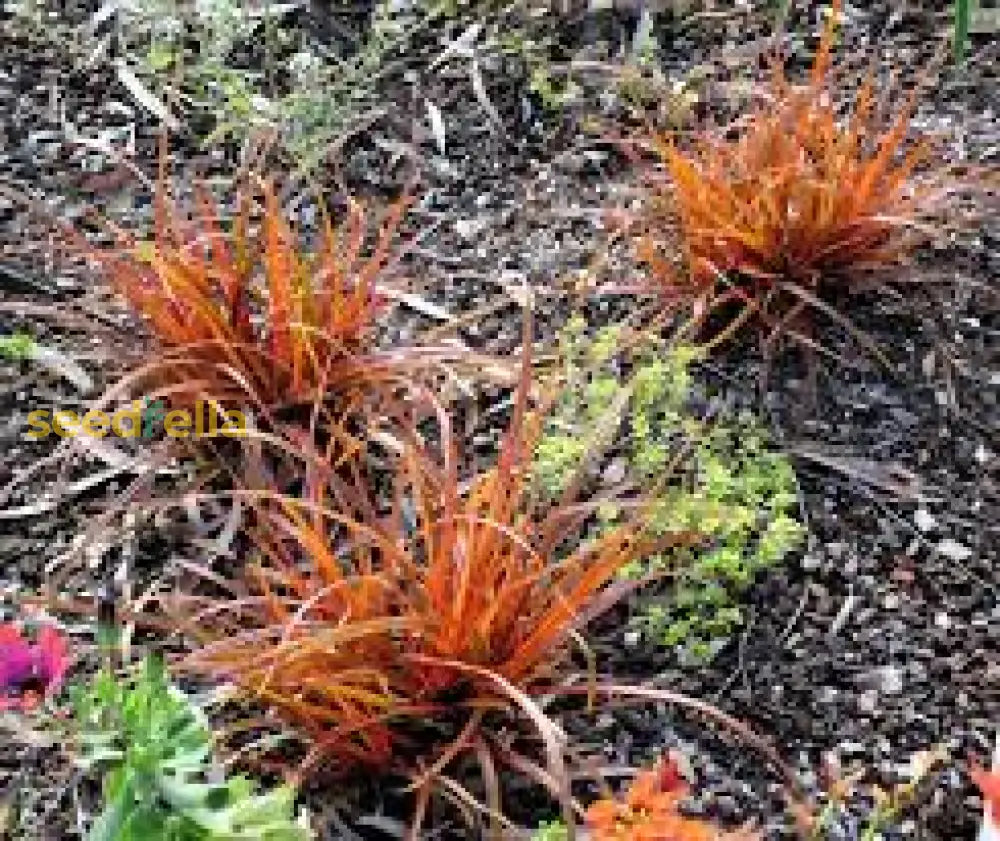 Red Uncinia Firedance Seeds For Planting - Vibrant Perennial Grass Plant Seeds