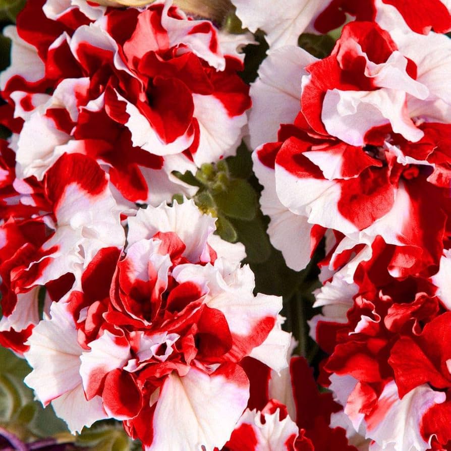 Red White Double Petunia Flower Seeds