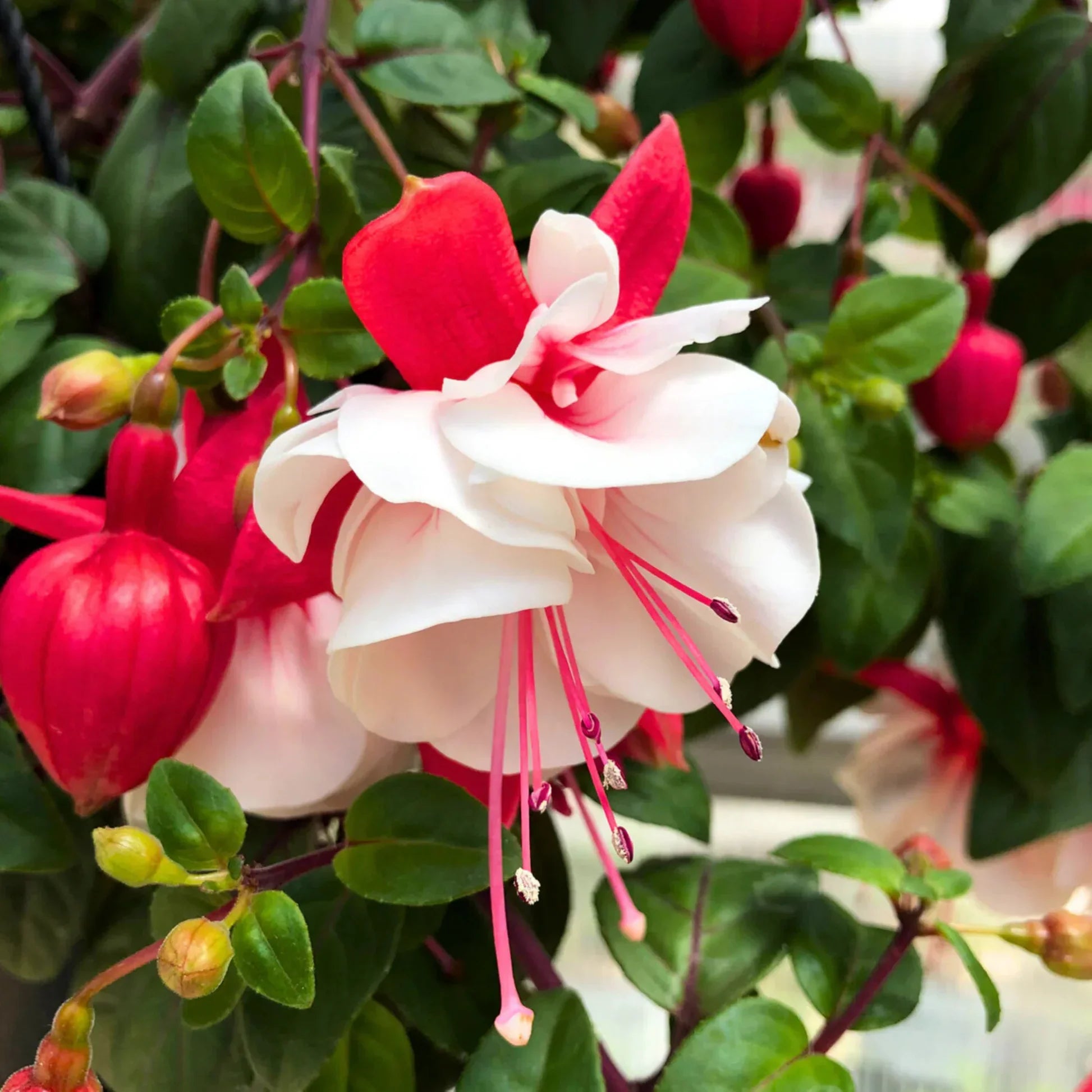 Red White Fuchsia seeds for vibrant garden blooms
