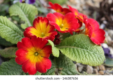Dark Red Yellow Gloxinia Flower Seeds for Planting Bright Blooms Heirloom & GMO Free Seeds for Home Garden
 
 Sale