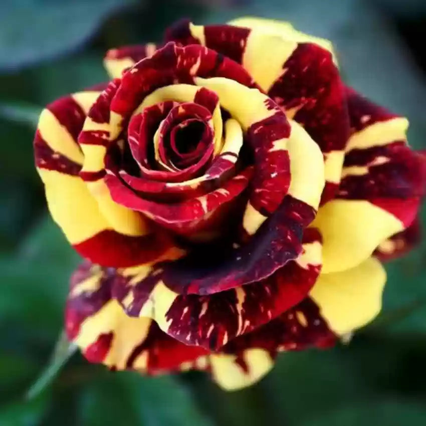Red & Yellow Roses in Pots for Outdoor Decoration