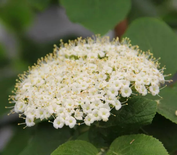 Green Manchurian Flower seeds for Planting - Cottage Garden Essential, Heirloom & GMO Free Seeds for Home Garden