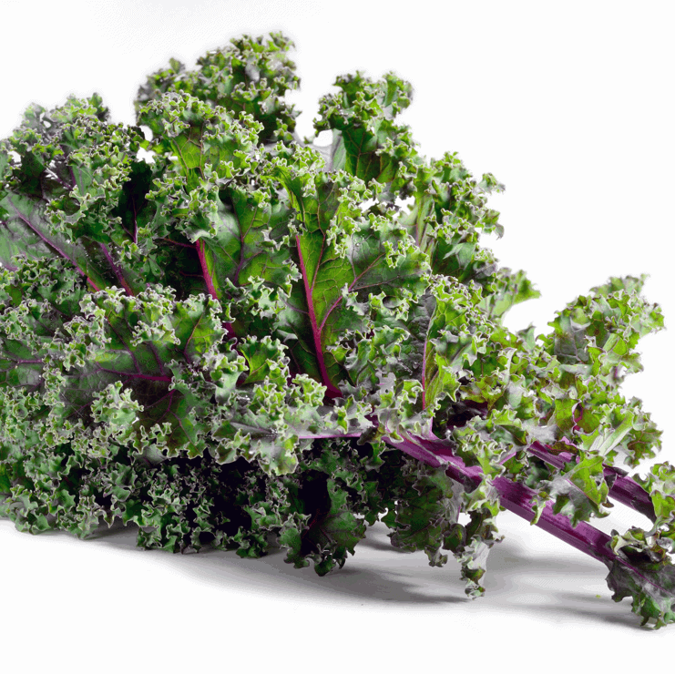 Heirloom Red Russian Kale – Nutritious and Easy to Grow Kitchen Green