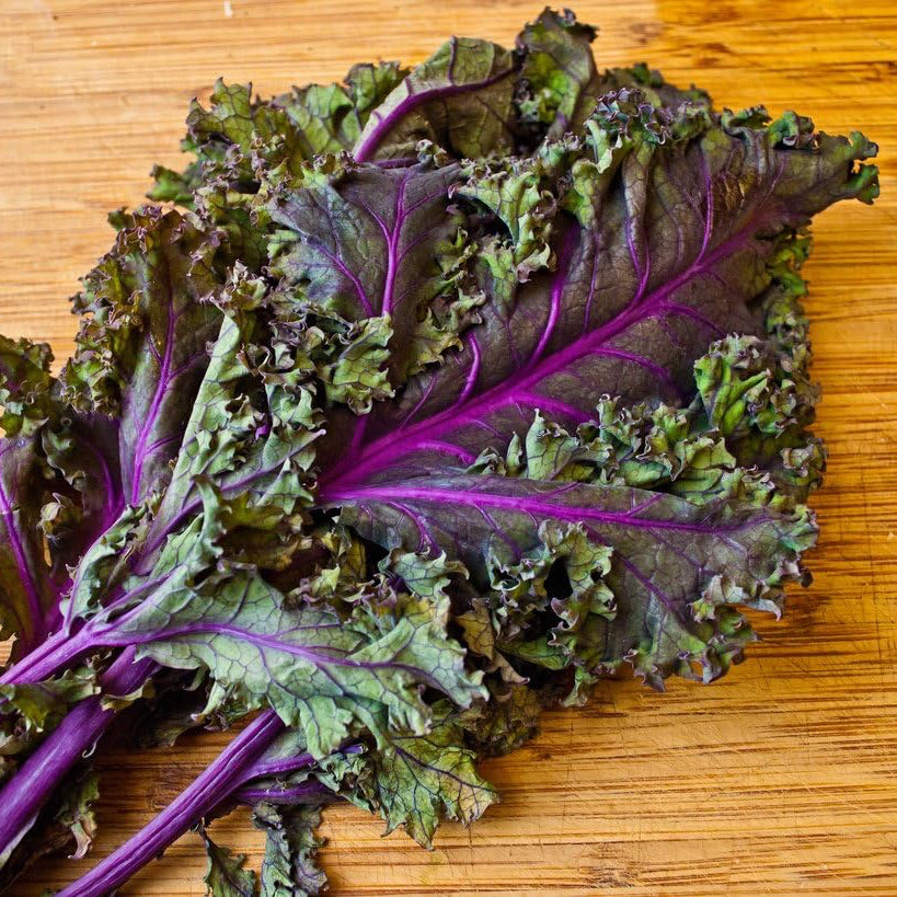 Red Russian Kale Seeds – Organic Heirloom Leafy Green for Gardens
