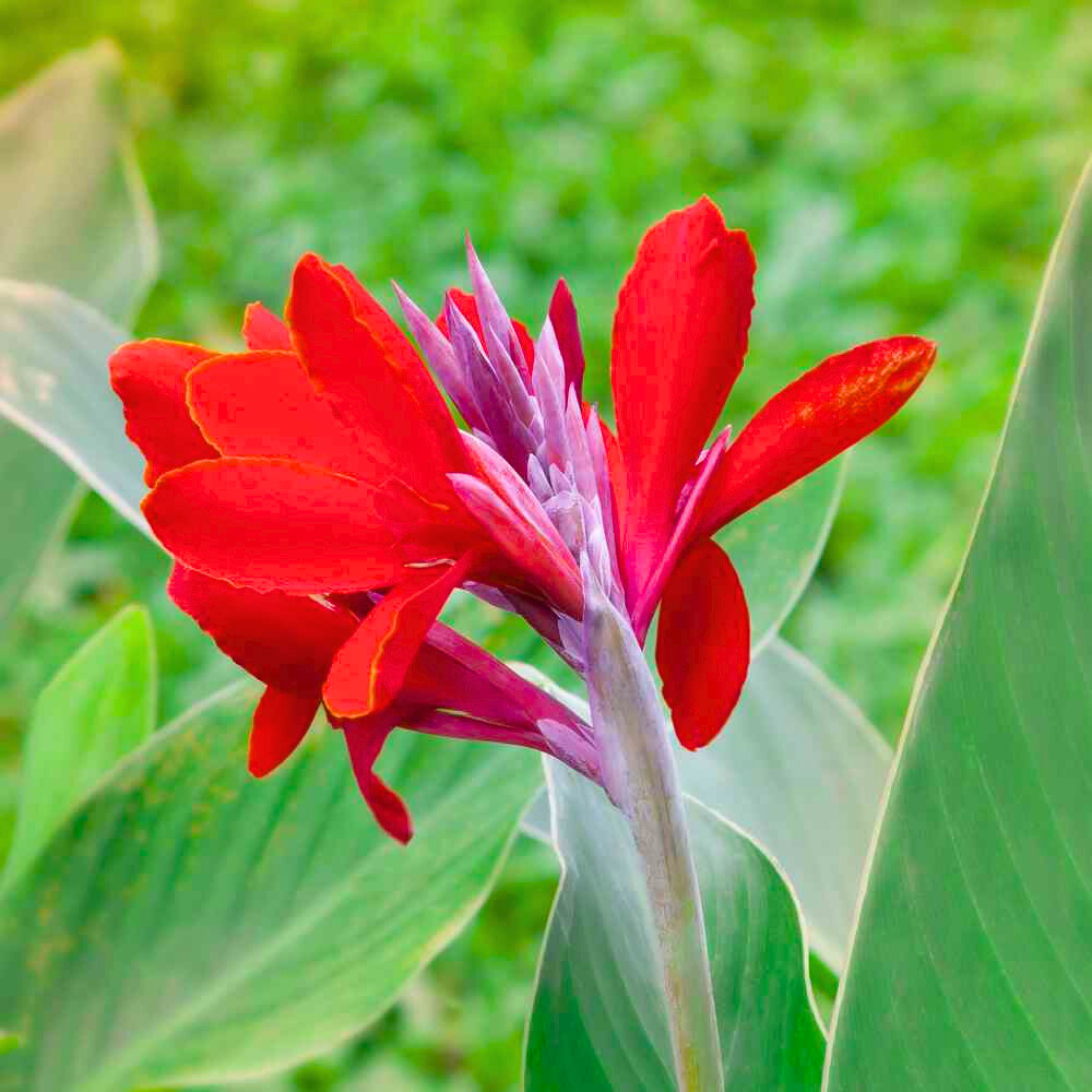 Indica Flower seeds for Planting Hardy Variety Heirloom & GMO Free Seeds for Home Garden
