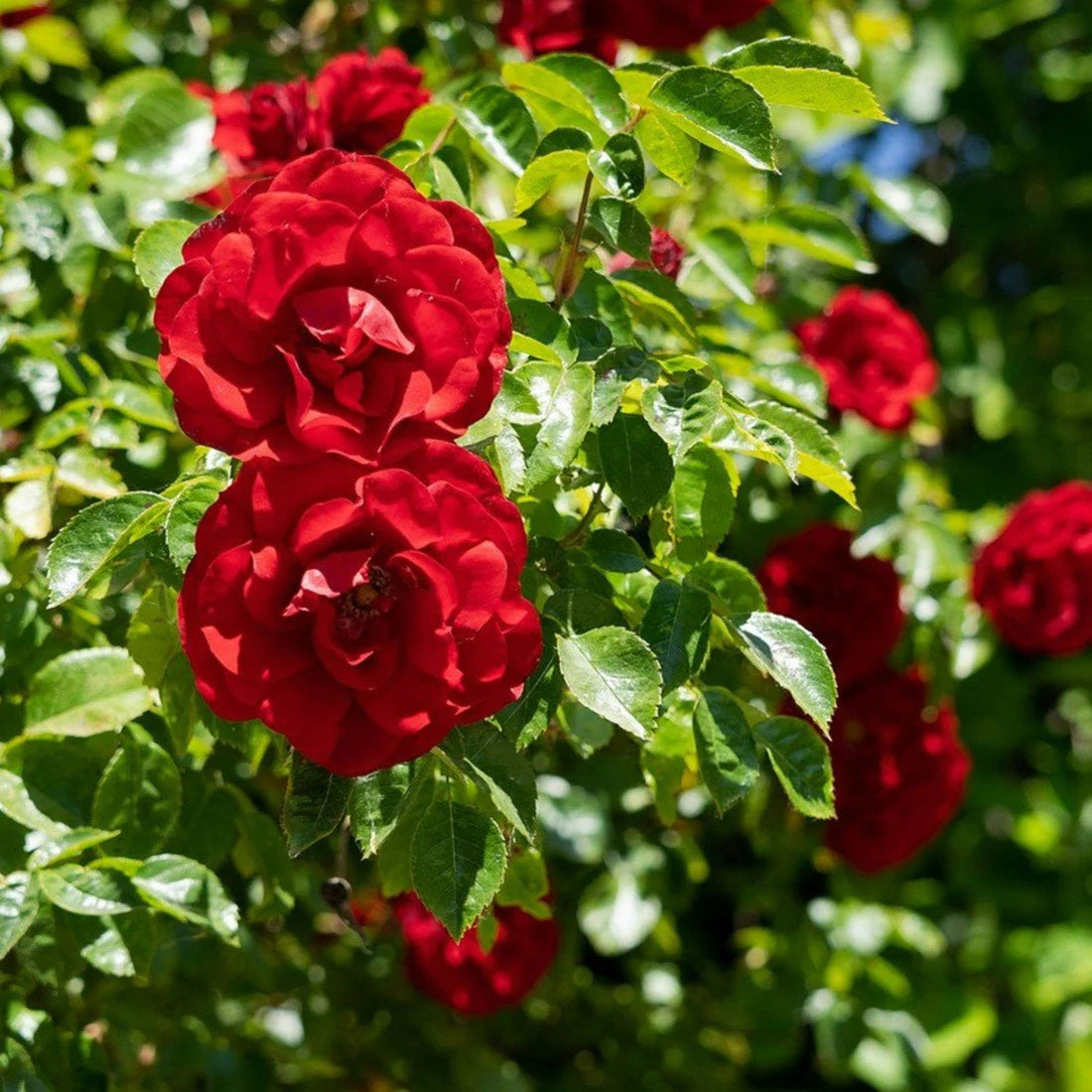 Red Climbing Rose Flower seeds for Planting Vibrant Colors Heirloom & GMO Free Seeds for Home Garden