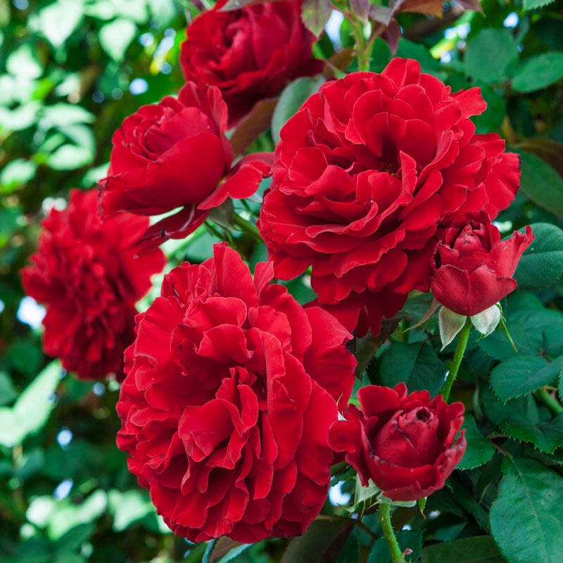 Climbing Rose Flower seeds for Planting Sun Loving Heirloom & GMO Free Seeds for Home Gardan
