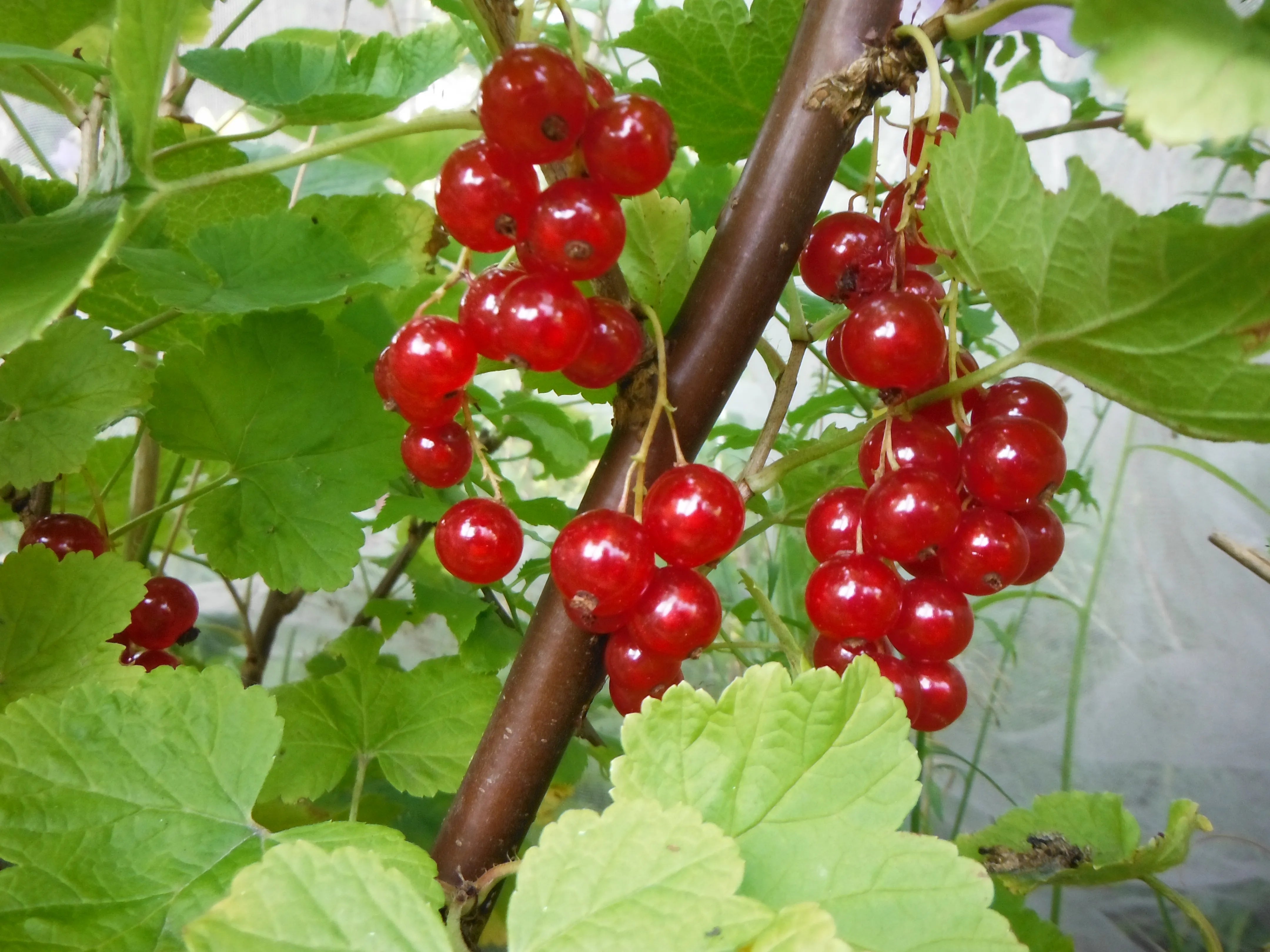 Red Currant Fruit Seeds for Planting  Grow Flavorful Currants in Your Garden