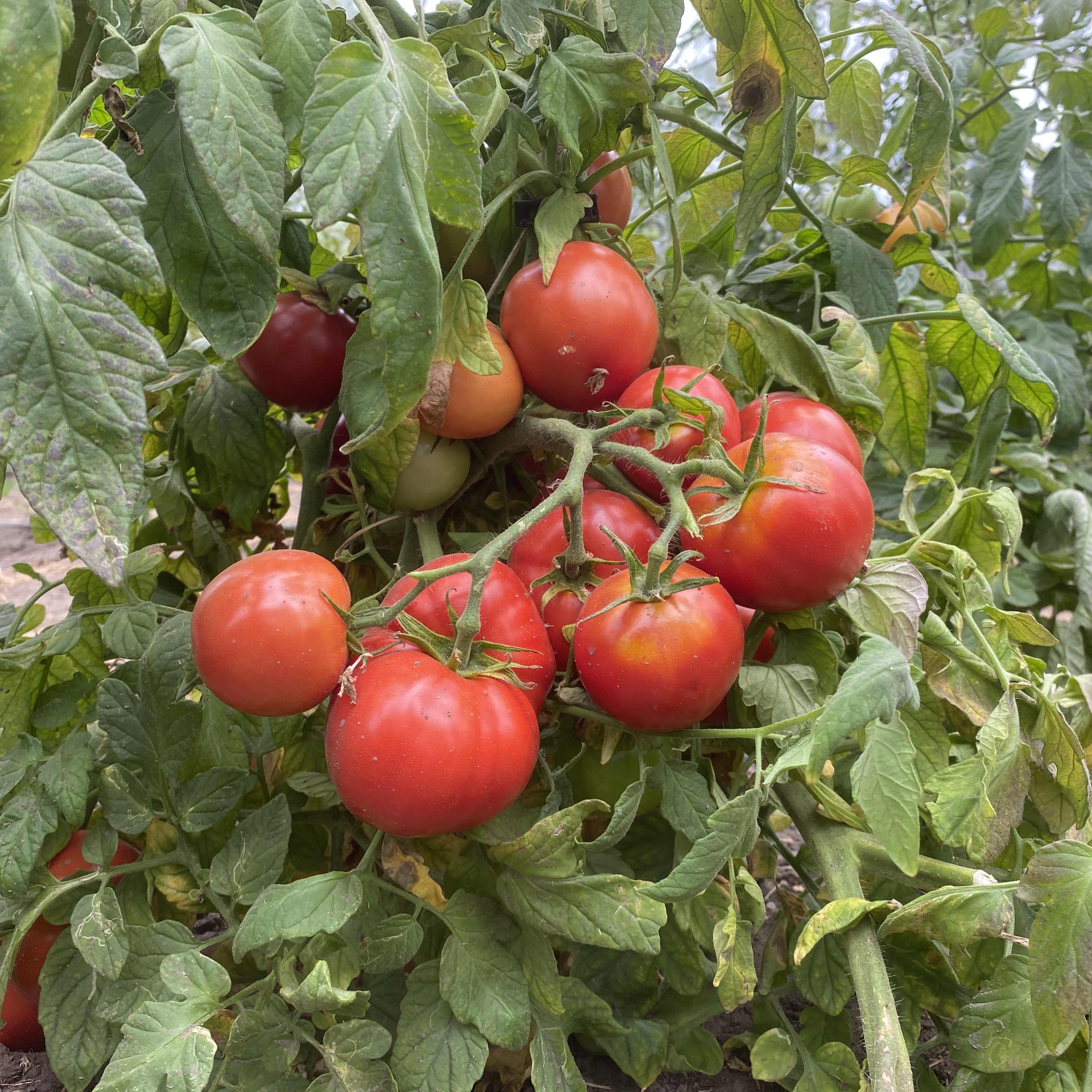 Arctic Plenty seedlings with healthy growth
