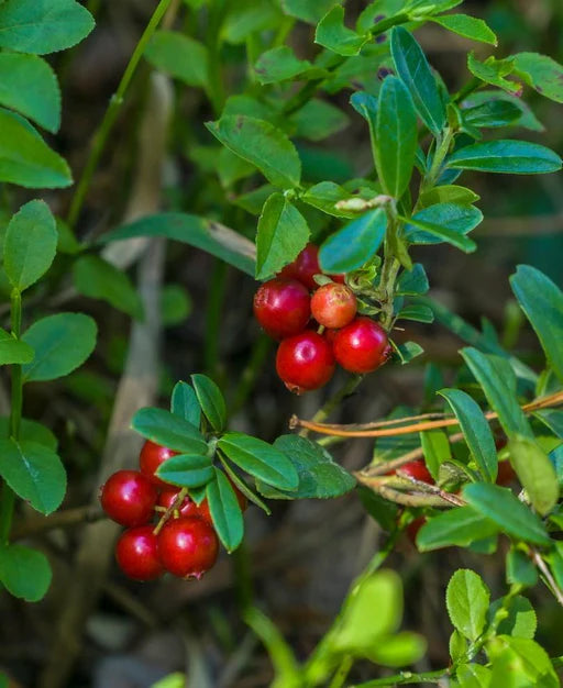 Lingonberry Seeds for Planting - Fresh Homegrown Berry Bush