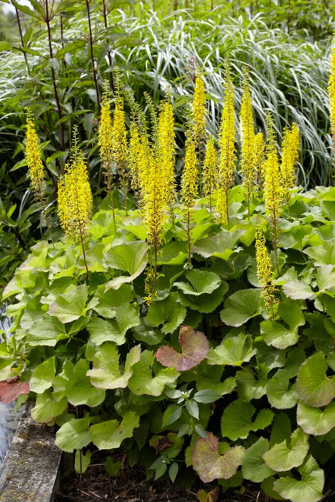 Yellow Woolly Mullein Flower seeds for Planting - Compact Growth, Heirloom & GMO Free Seeds for Home Garden