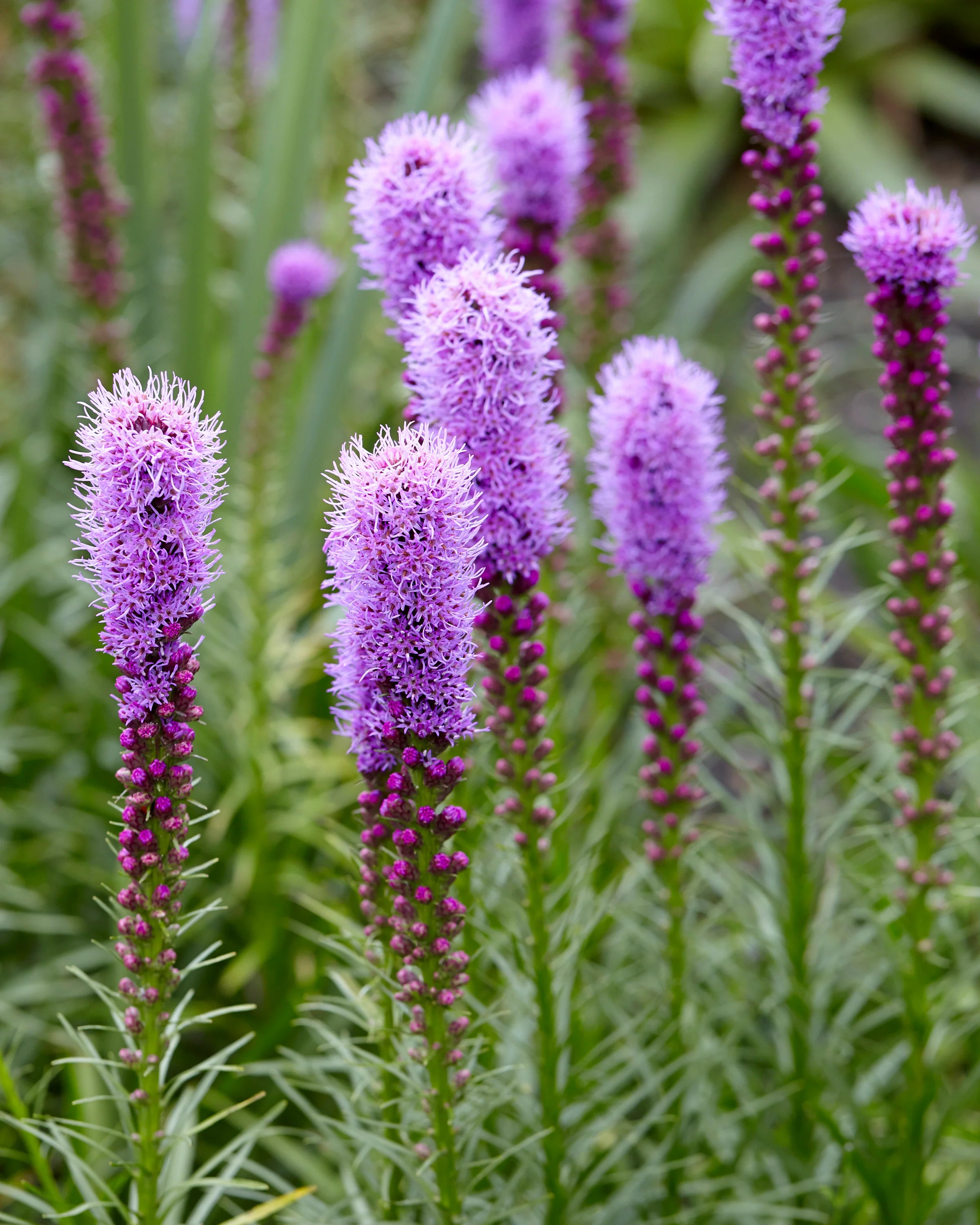 Purple Liatris Spicata Flower seeds for Planting - Low Maintenance, Heirloom & GMO Free Seeds for Home Garden