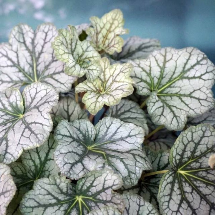 White Coral Bells Flower seeds for Planting - Cut Flower Favorite, Heirloom & GMO Free Seeds for Home Garden