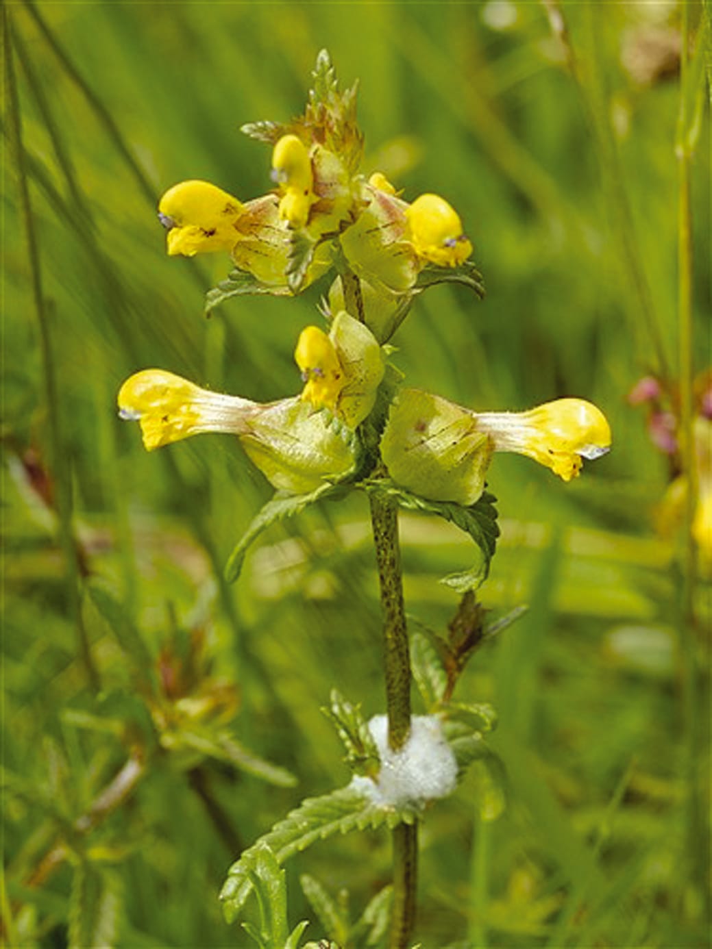 Rhinanthus seeds planting and growing guide