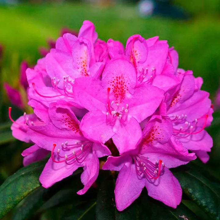 Rhododendron Pink Seeds for Planting